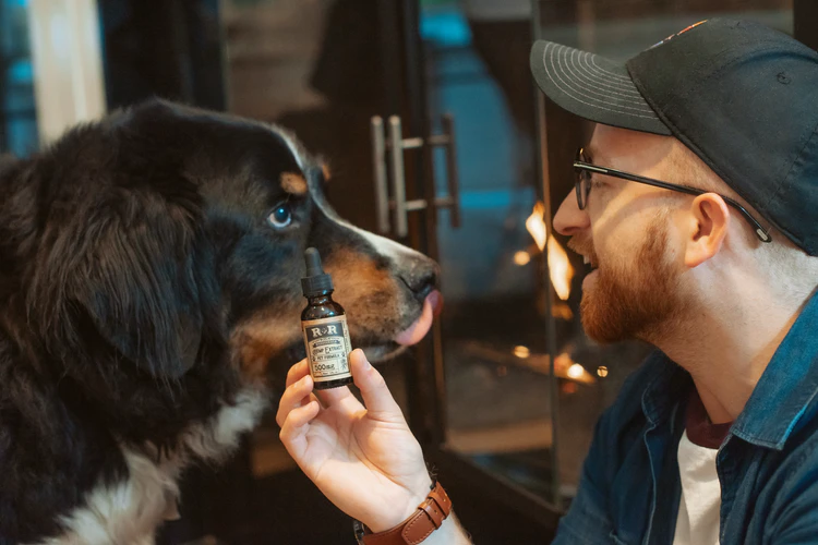 The Effectiveness Of CBD Oil For Pets The Effectiveness Of CBD Oil For Pets